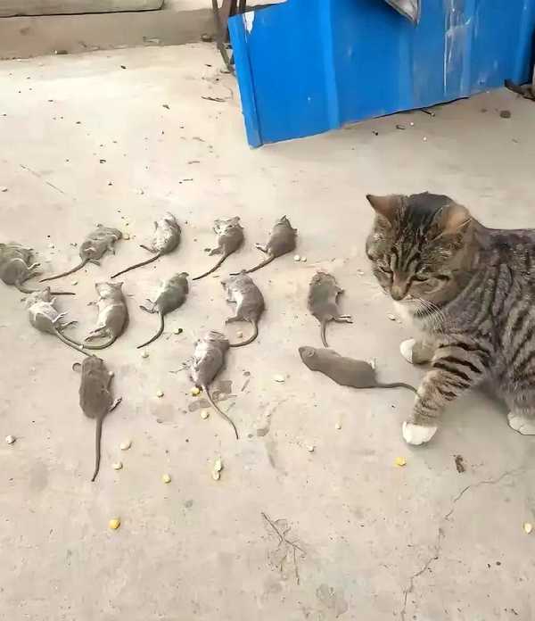 一只猫为什么可以对付那么多老鼠？