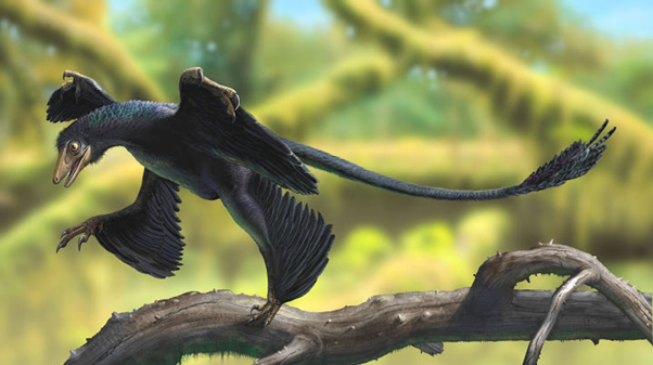 这是恐龙和鸟类过度时期的一种动物,叫做小盗龙,它最神奇之处是长着四