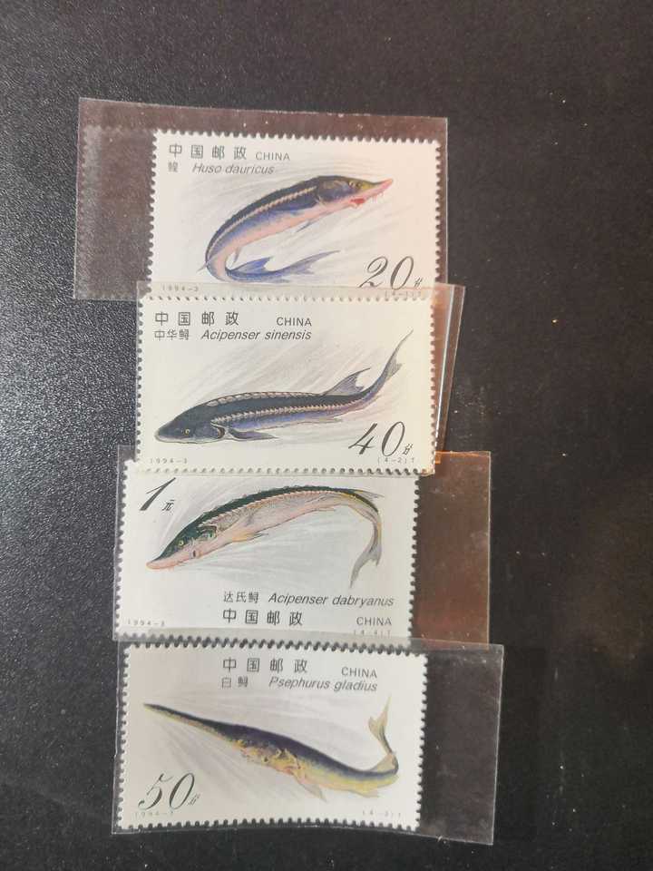 如何看待长江所专家正式宣告,「中国淡水鱼之王」长江白鲟已于 2005