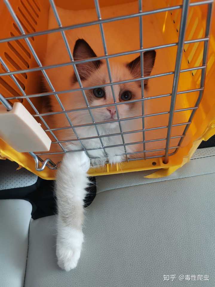 如何买到东北布偶猫 知乎 如何买到东北布偶猫 知乎