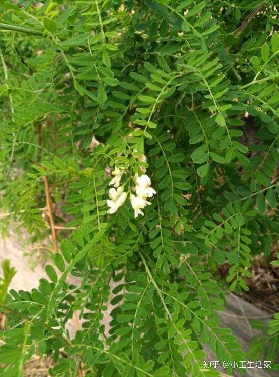 白刺花与小叶红花槐,长得一模一样,但是花色不一样的是白色花,有的人