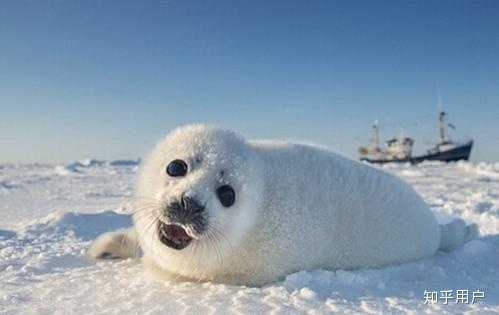 海豹已经全身是毛了,所以他的眉毛作用是什么? - 知乎