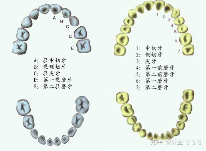 每颗牙齿都叫什么明以及有什么用