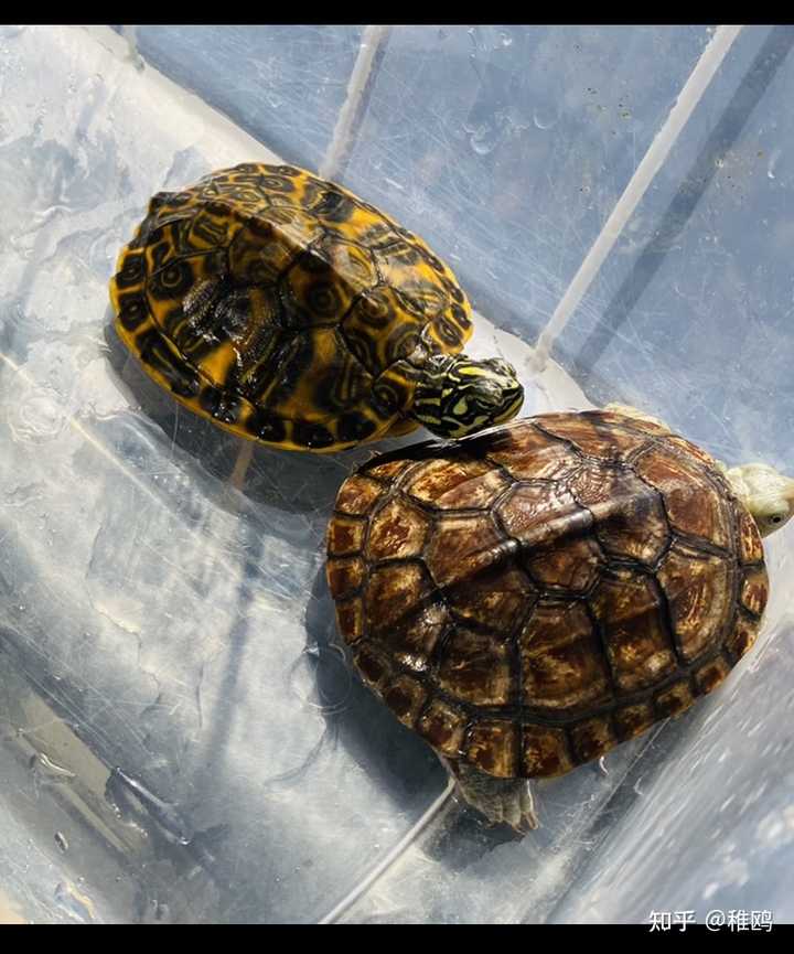 我想问一下这只是什么品种的龟? - 知乎