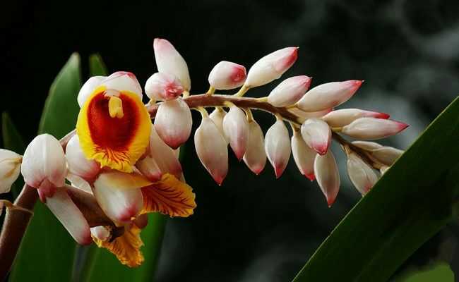 现有一写小女的上联,求下联?