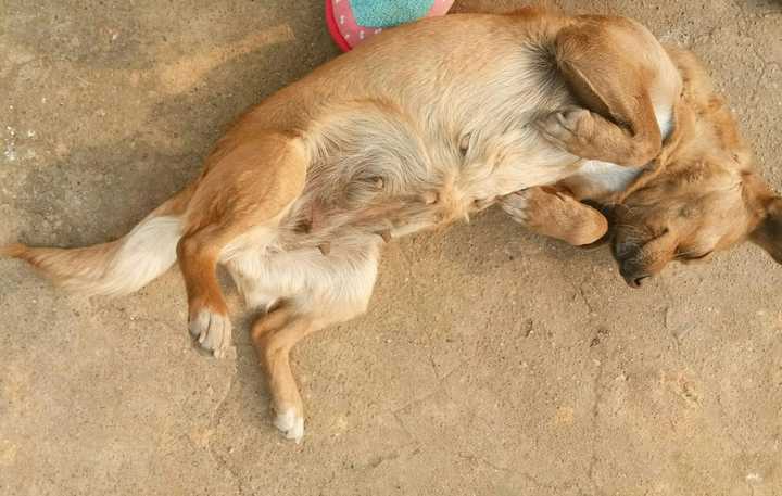 家里人一靠近就会躺下来翻出肚皮让你给她挠痒痒