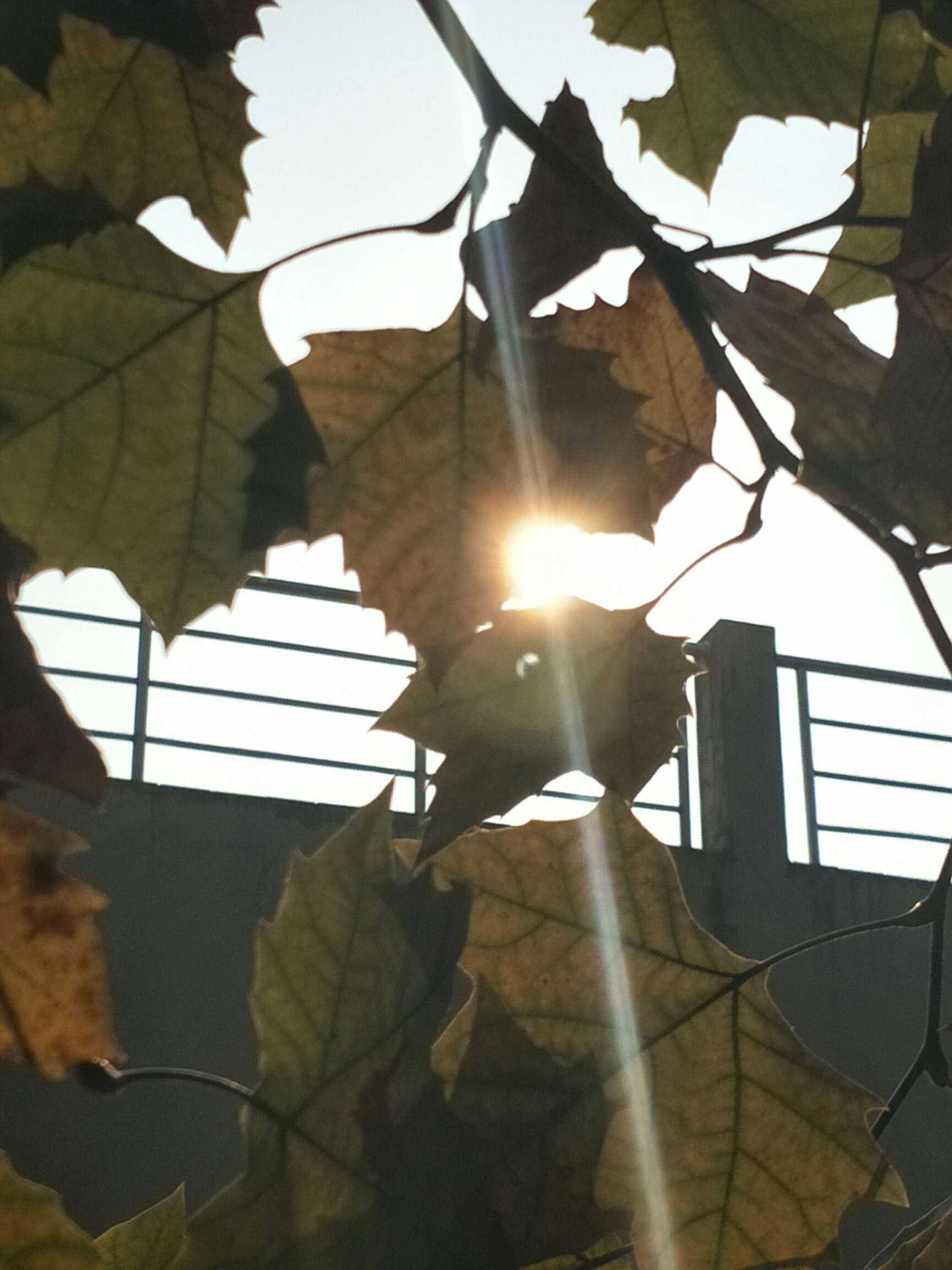 手机摄影# 校园光 这是最后一年的日子我舍不得你