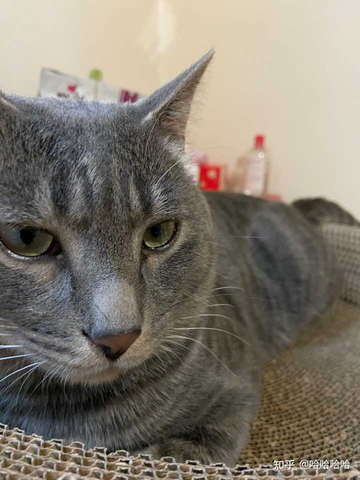 灰色狸花猫罕见吗 知乎