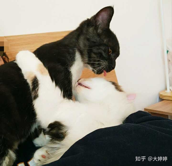 男朋友特喜欢养猫 而我极其厌恶养猫 受不了猫屎 猫毛 以及破坏力 应该怎么办 知乎