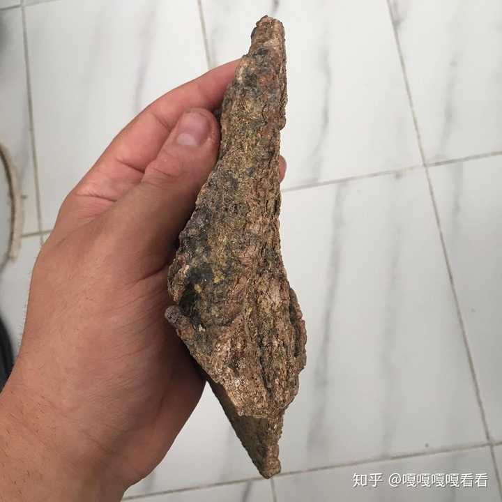 国外有很多的化石爱好者 国内却很少 这是由于科普不够普及造成的 知乎 国外有很多的化石爱好者 国内却很少 这是由于科普不够普及造成的 知乎