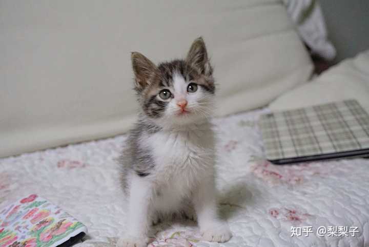 养一只狸花加白猫是什么体验?