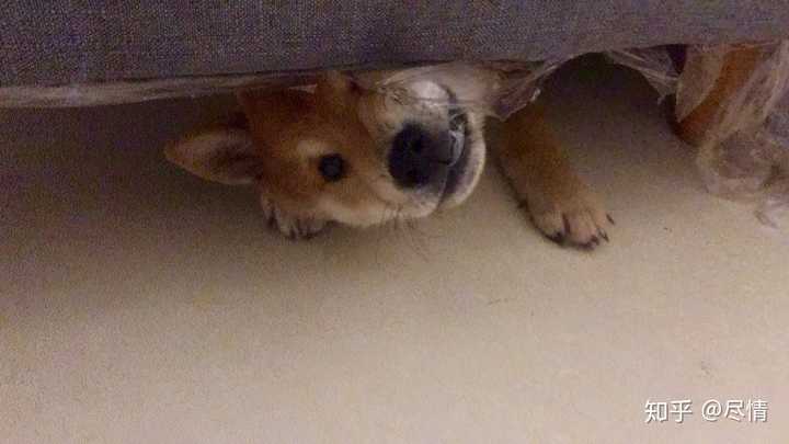 狗狗得了犬瘟怎么治疗 知乎 狗狗得了犬瘟怎么治疗 知乎