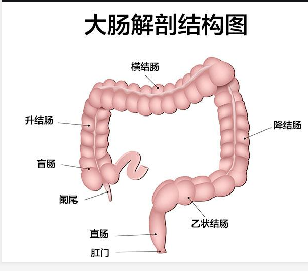 阑尾到底有什么用 切掉的话免疫力真的会下降吗 知乎