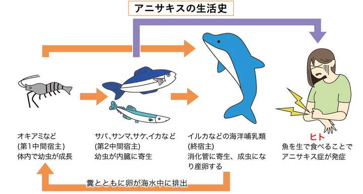 日料店的刺身会有寄生虫吗 知乎