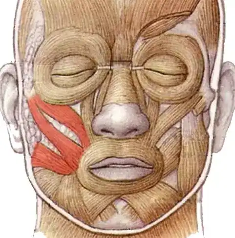 颧肌图片