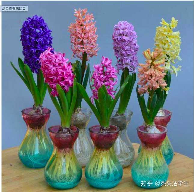 如果室友吃了我种在在宿舍的风信子球根中毒进医院了 我需要负责任么 知乎 如果室友吃了我种在在宿舍的风信子球根中毒进医院了 我需要负责任么 知乎