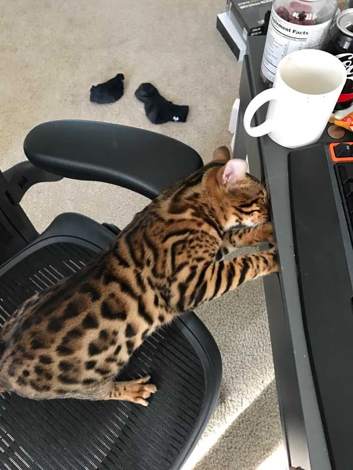 孟加拉豹猫 Bengal 性格如何 适合做宠物吗 知乎