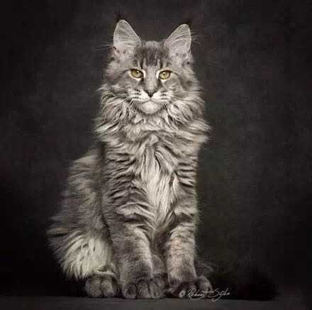 养缅因猫是一种怎样的体验 知乎 养缅因猫是一种怎样的体验 知乎