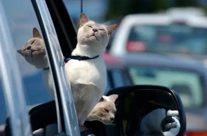 猫可以长时间坐车吗?