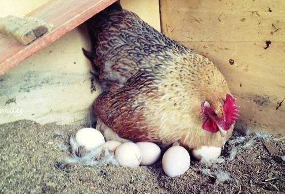 是不是胎生动物在分娩的时候都会很痛苦?