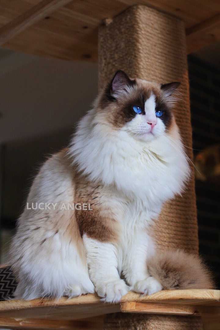 养猫要做好什么准备 包括哪些心理准备 知乎 养猫要做好什么准备 包括哪些心理准备 知乎