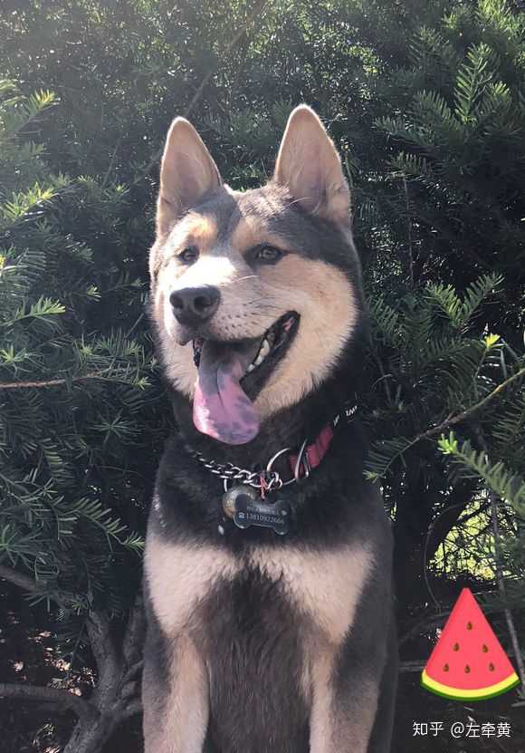 土狗长大什么样?