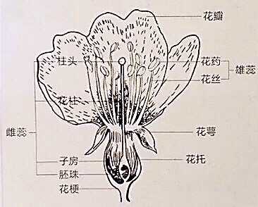 为什么 生活大爆炸 中谢尔顿说草莓 严格来说不算水果 知乎 为什么 生活大爆炸 中谢尔顿说草莓 严格来说不算水果 知乎