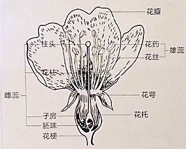 为什么 生活大爆炸 中谢尔顿说草莓 严格来说不算水果 知乎