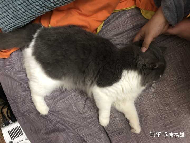 为什么布偶猫那么贵 布偶猫会不会成为下一个藏獒 知乎