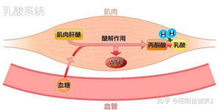 糖酵解系统供能示意图