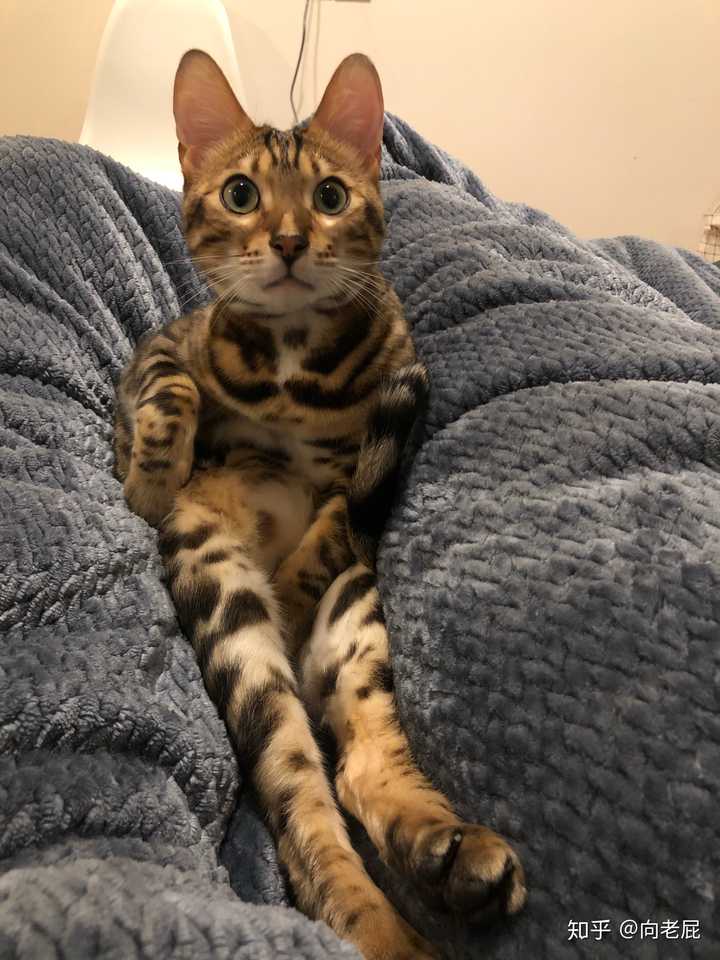 孟加拉豹猫(bengal)性格如何?适合做宠物吗?