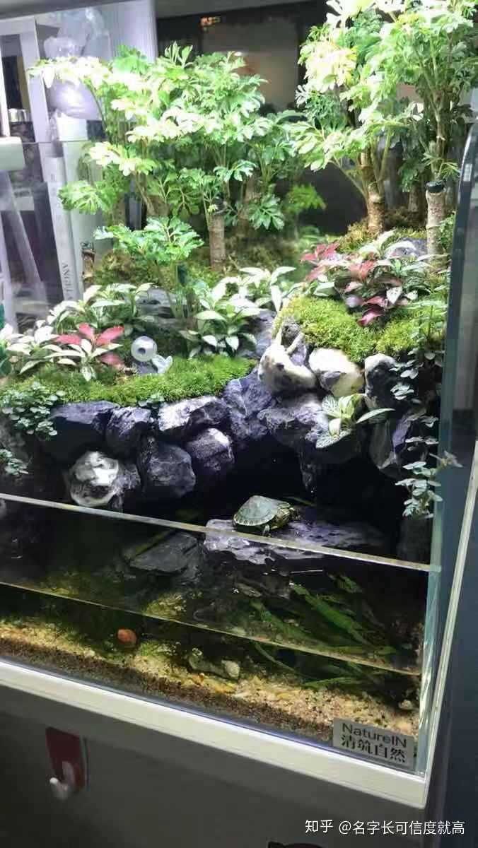 水草景观缸 淡水鱼 海水鱼 养以上哪个比较容易和简单打理 知乎 水草景观缸 淡水鱼 海水鱼 养以上哪个比较容易和简单打理 知乎