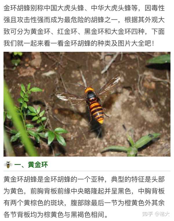 捡到宝了,居然捉到了一只金环胡蜂!