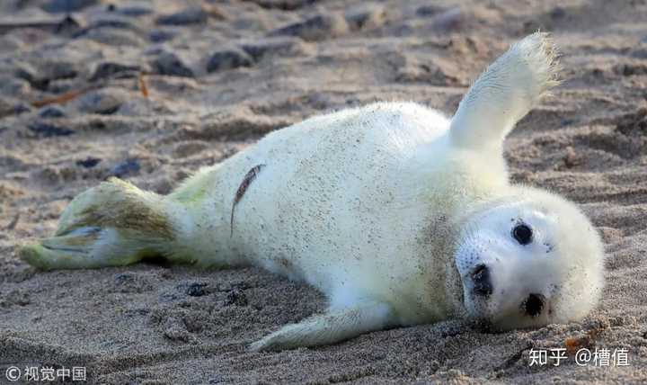 新出生的小海豹在沙滩上挥动爪子 / 视觉中国