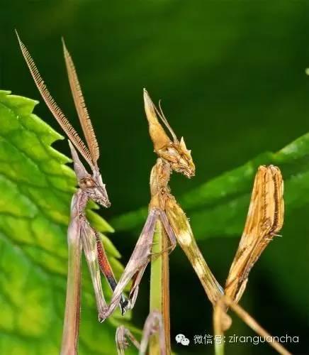 转载10种螳螂伪装高手尤其第5种吓着我了