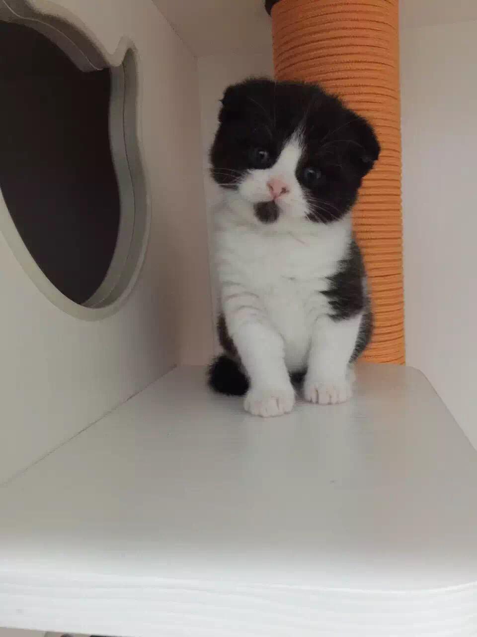 家里来只小奶猫,取什么名字好呢?