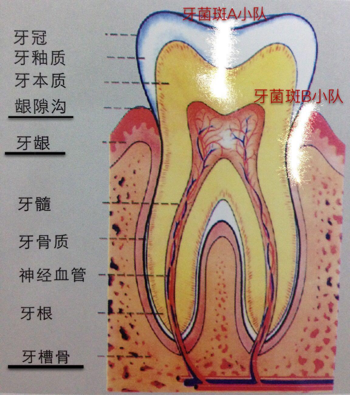 牙髓腔解剖：前牙、磨牙、乳牙髓腔 - 口腔医学 - 天山医学院