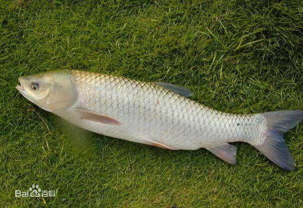 我老家流行一句方言 草鱼尾 鲤鱼嘴 麻鲢头 白鲢肚子 鲫鱼背;这是指每