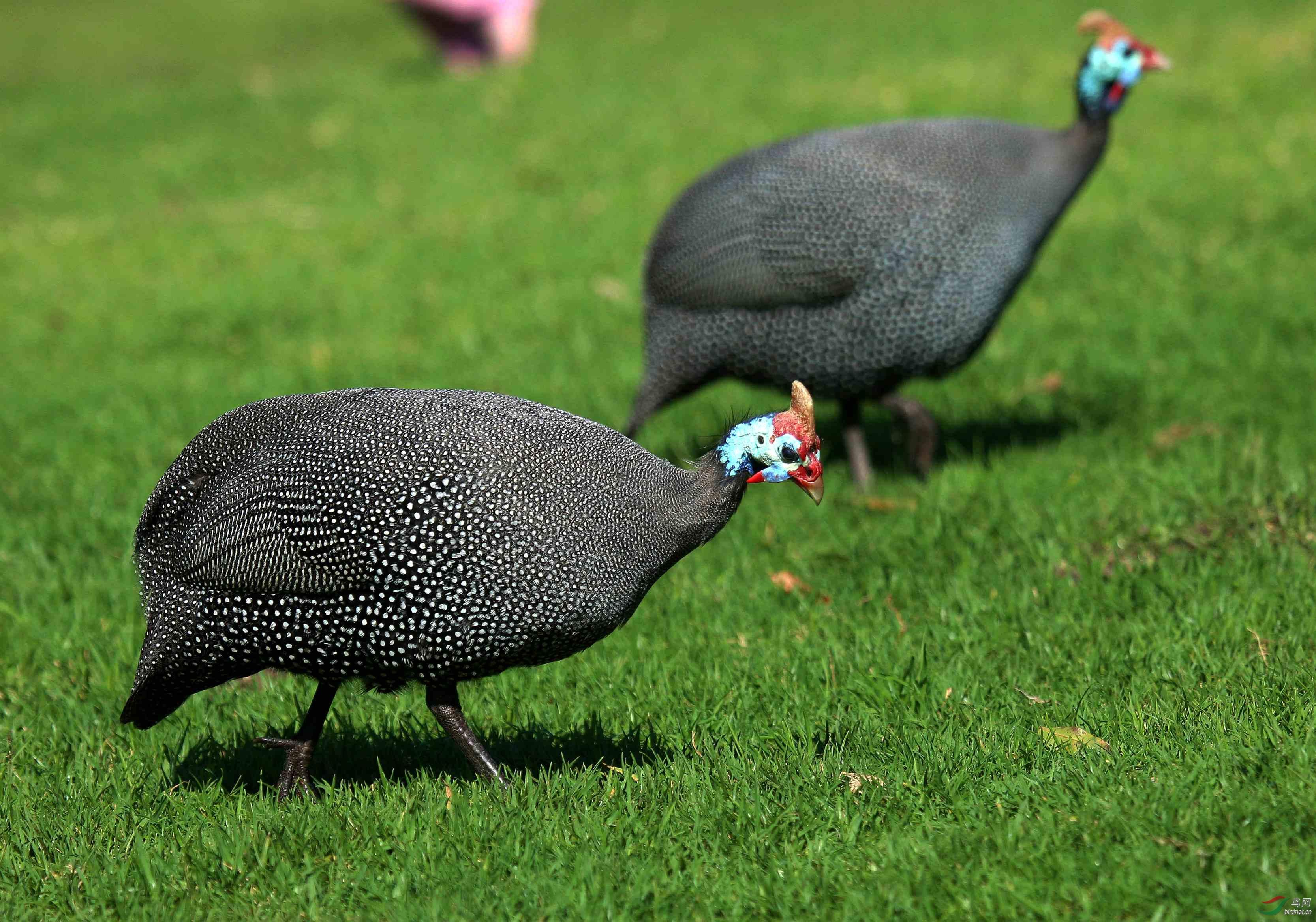土耳其的英文名turkey(火鸡)的名称从何而来?