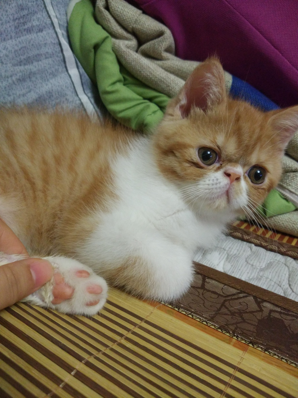 你是怎么给你的宠物起名的? - 宠物饲养 - 知乎