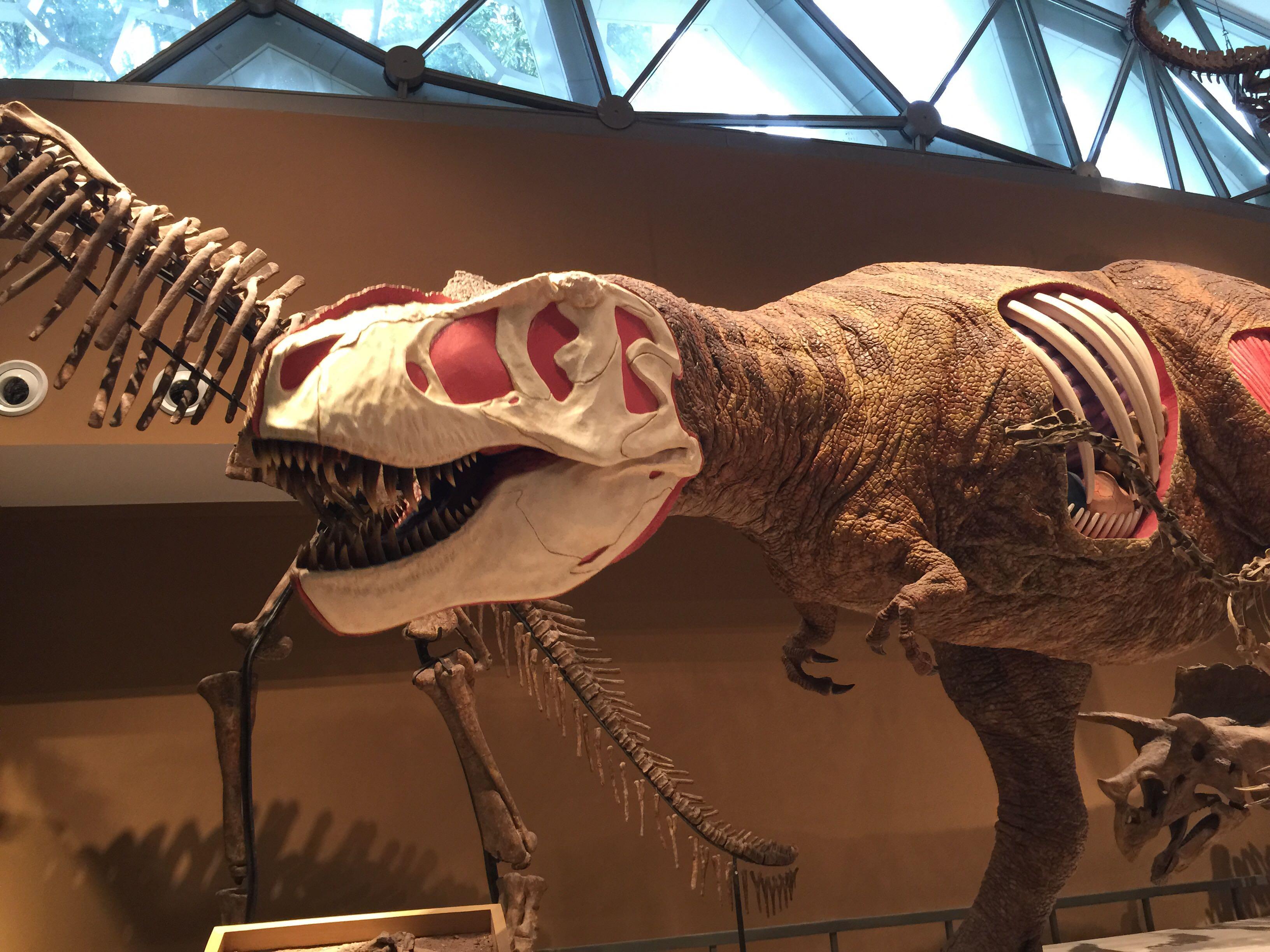 化石动物们的姿势都非常好笑比如这有一只扑街的剑齿虎.