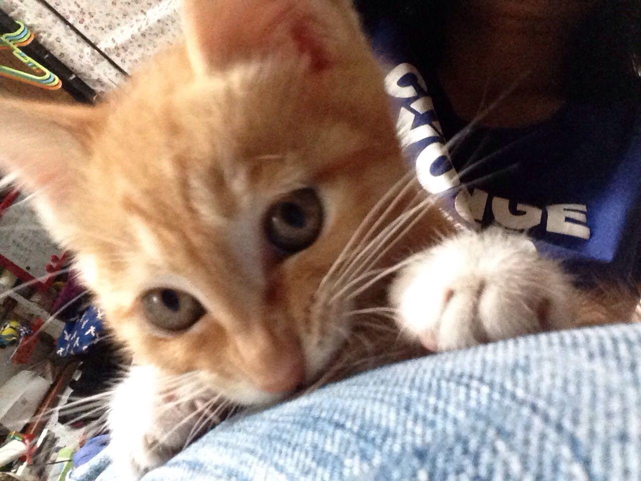 什么宠物猫最黏人 57726dbd7030071d405161e77834c357_r.jpg