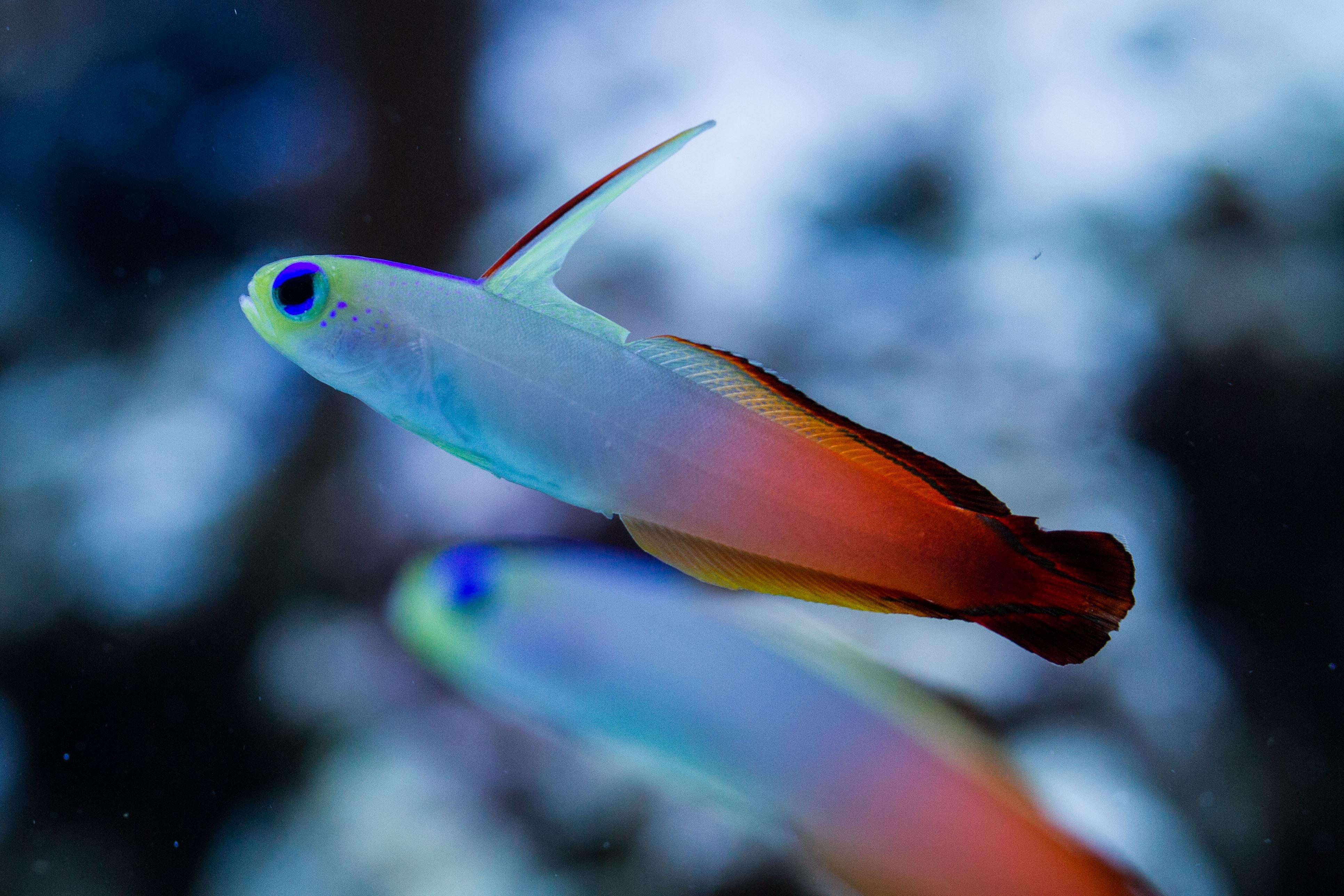 珊瑚礁鱼类到底可以有多高的颜值大概六层楼那么高吧我就皂你萌喜欢