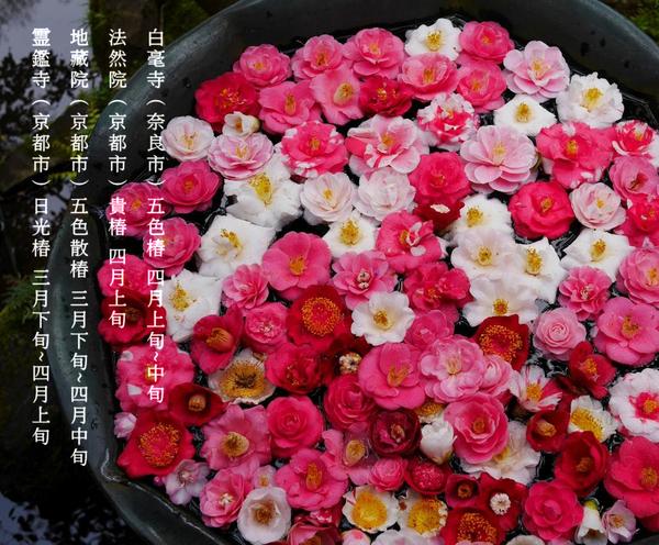 日本人赏的椿和我们吃的椿是一回事儿吗？ - 知乎