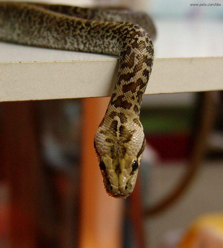 无间双龙电视剧第一集中的那条白色的蛇是什么品种?