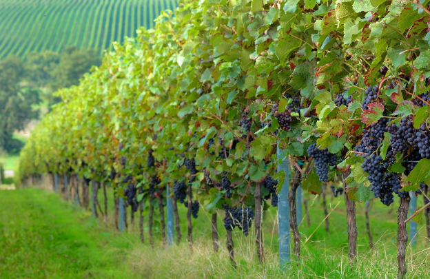 为什么,西欧北欧,美加,澳纽等地的农村看上去总