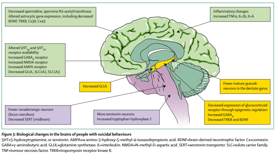 解读自杀柳叶刀综述