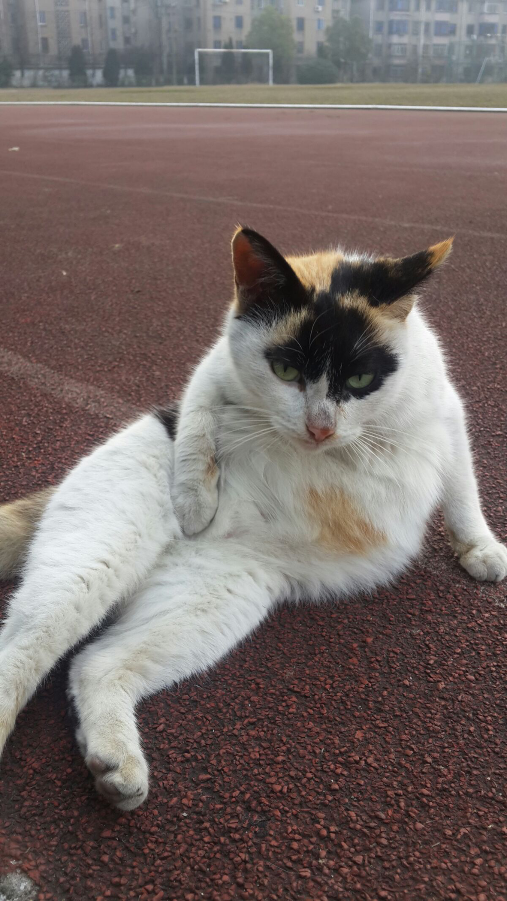 猫可以猥琐到什么程度?