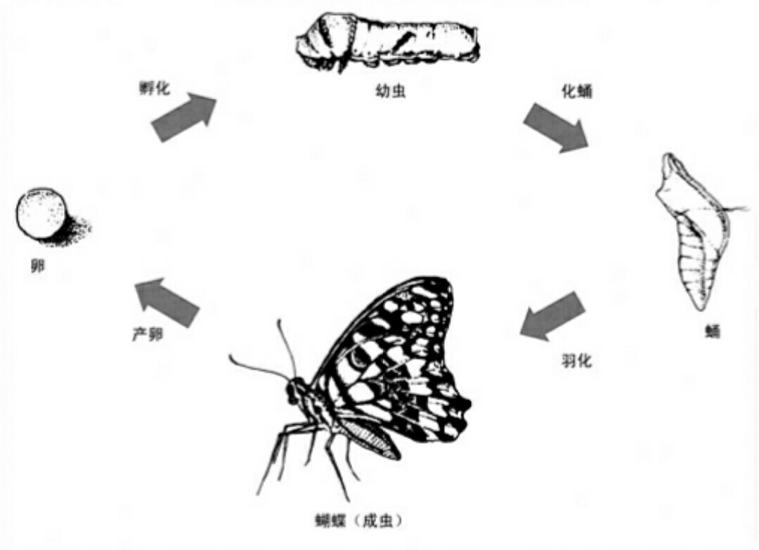 昆虫的四个成长过程图片