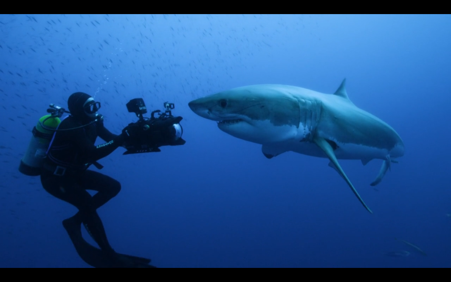 潜水员和鲨鱼相遇11插画图片-千库网
